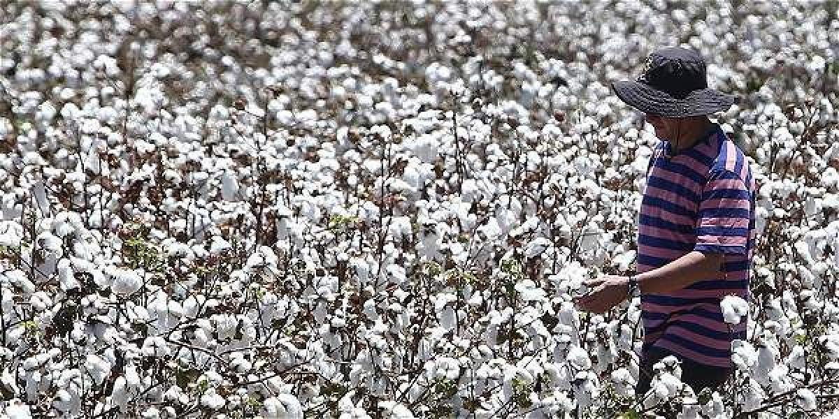 Cultivadores de algodón del norte del Valle están motivados y la meta es duplicar el área sembrada.