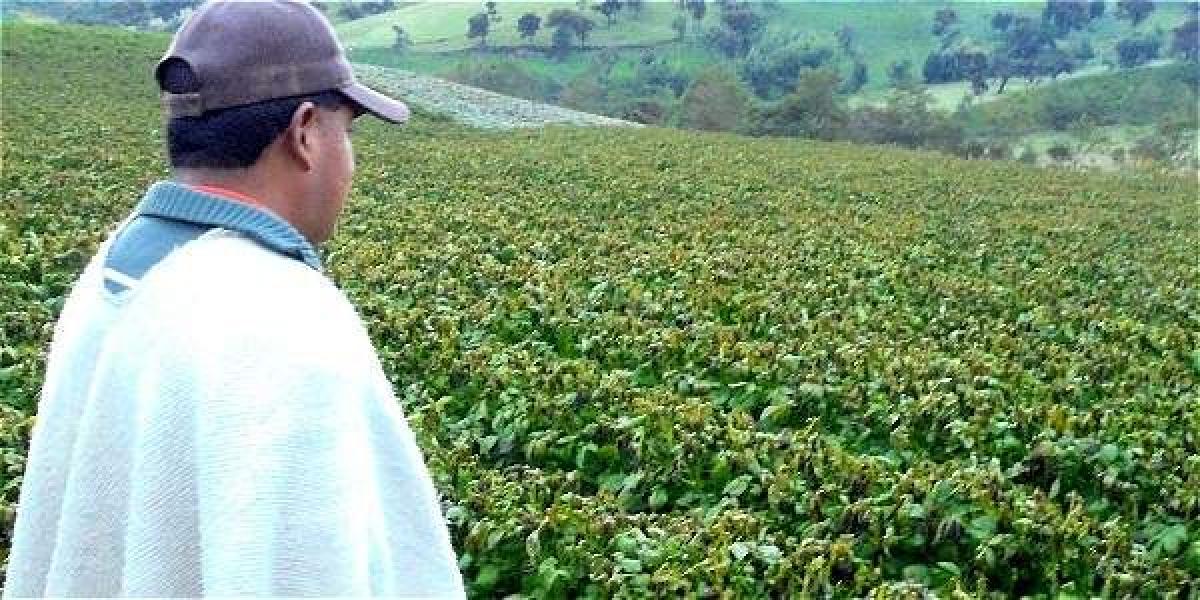 Heladas en el Cauca afectan 350 hectáreas de cultivos de papa en el Cauca con pérdidas por más de 2.000 millones, reportan agricultores.