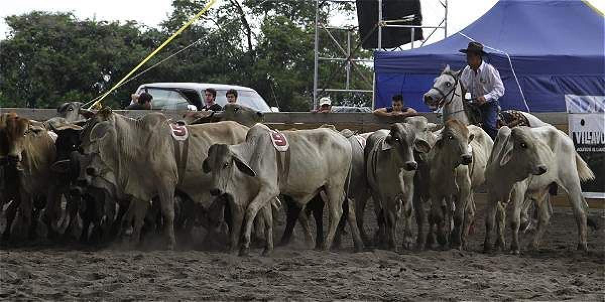 Encierro de ganado en el Festival Llanero.