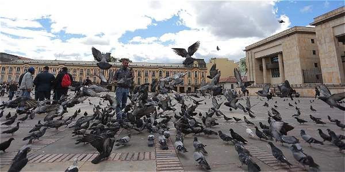 La plaza de Bolívar será uno de los sitios donde se contempla aplicar el plan piloto para reducir la sobrepoblación de palomas.