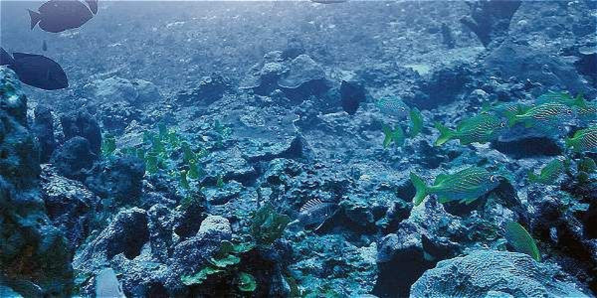 Paisaje del Parque Nacional Natural Corales de Profundidad, tomada entre los 50 y los 70 metros bajo de la superficie. Especies encontradas aún están siendo identificadas.