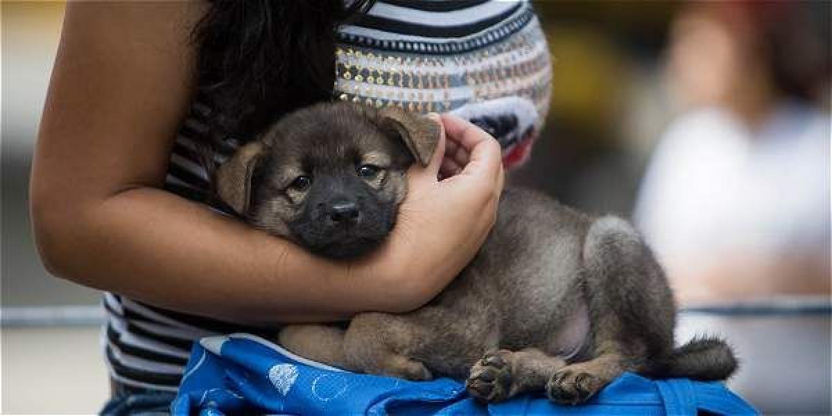 Hay casos de cachorros que no reciben sus vacunas, según denuncias de ciudadanos.