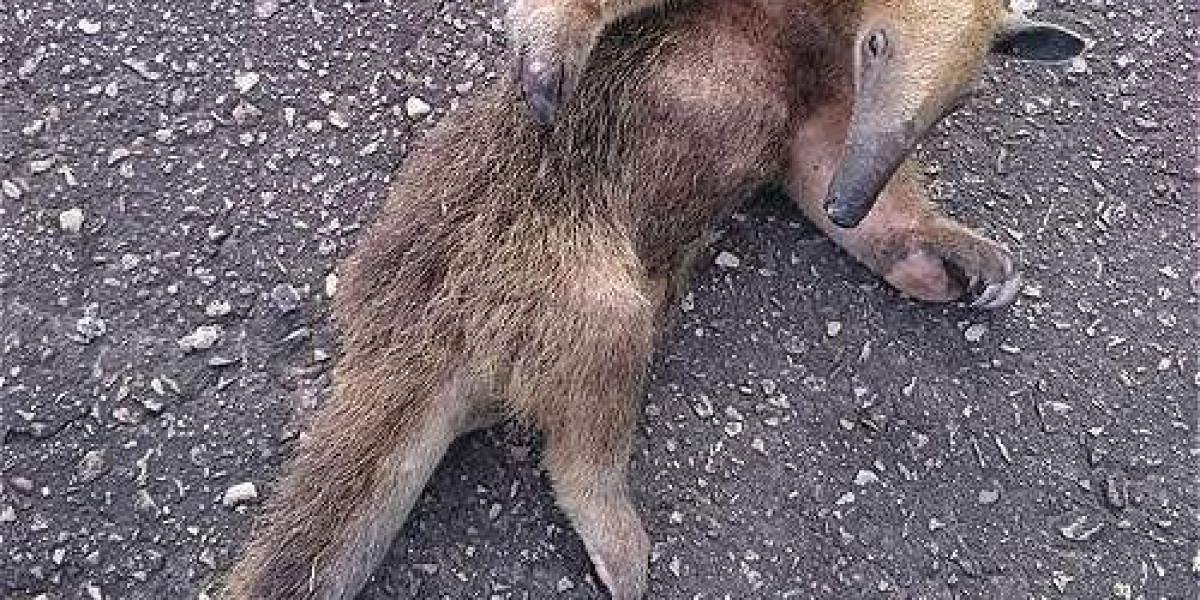 El oso hormiguero fue dejado en su hábitat por Andrés. Foto: Archivo particular
