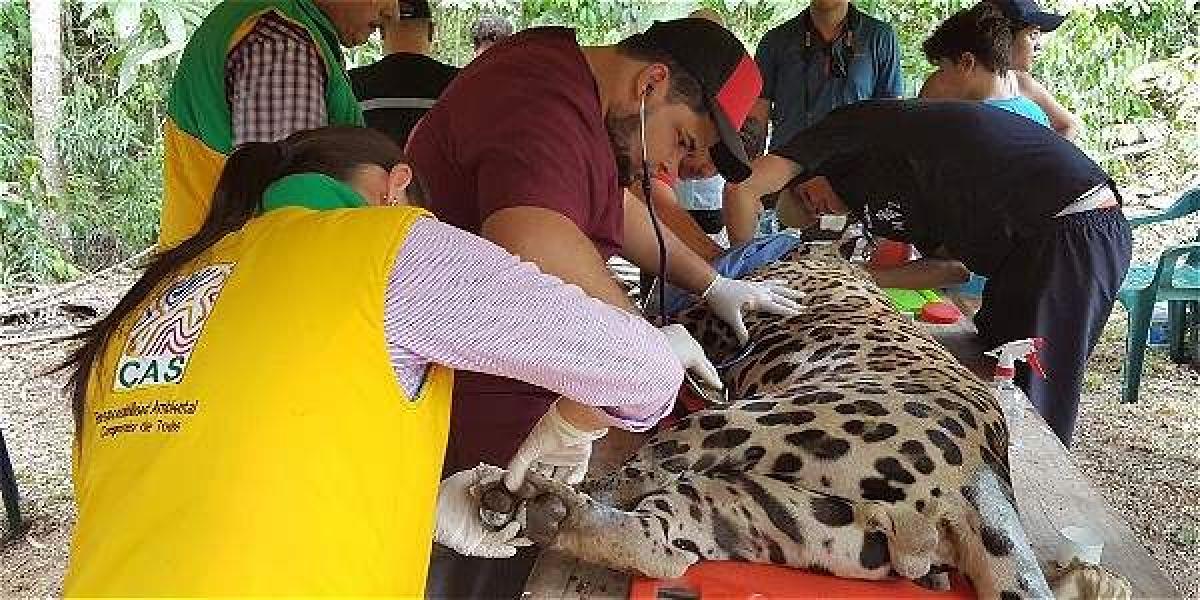 El jaguar será operado en una clínica veterinaria de Bucaramanga por profesionales expertos.
