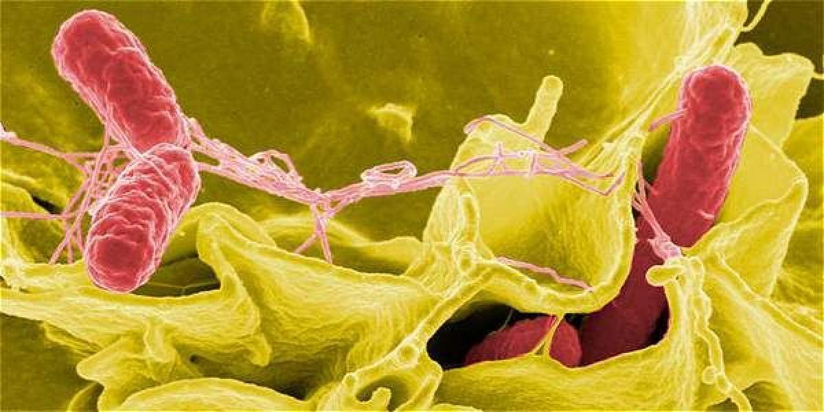 Este mecanismo antibacteriano protege los macrófagos -unas células defensivas del sistema inmunitario- contra las infecciones de la bacteria Salmonella.