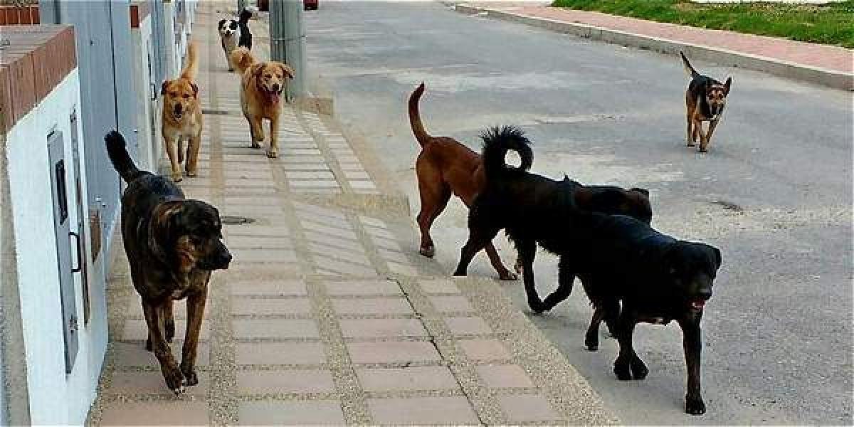 Usme es la localidad con más población animal en Bogotá. Según la Secretaría de Salud, hay 152.296 perros y 60.305 gatos.