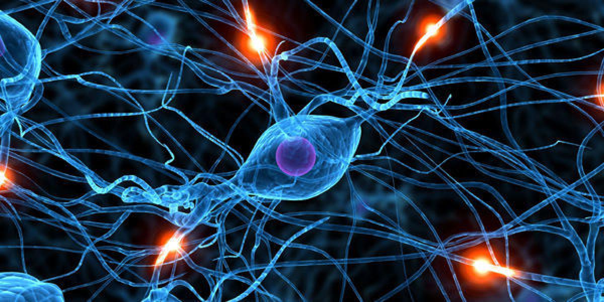 Se estima que el cerebro humano tiene unos 100.000 millones de neuronas, de unos 10.000 tipos distintos.