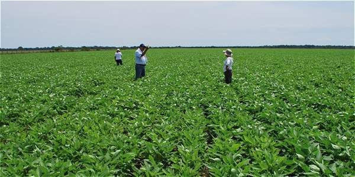 El programa de ampliación de hectáreas cultivadas de soya se está desarrollando en la altillanura colombiana.