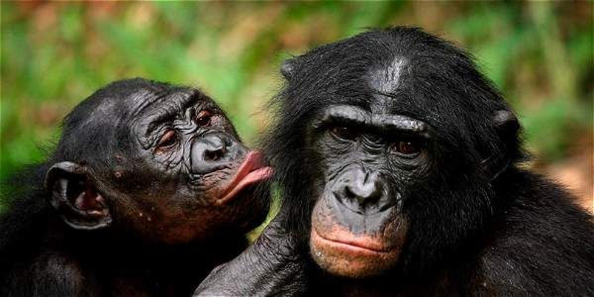 Hace entre 1,5 y 2 millones de años, la evolución dividió el género de los chimpancés en dos especies, los chimpancés y los bonobos.