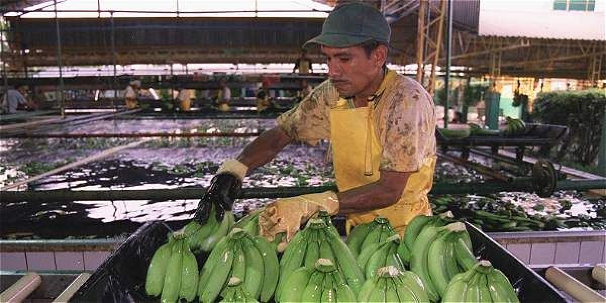 La Asociación de Bananeros de Colombia rechazó en un comunicado la biolencia de todos los actores armados en la región de Urabá en las últimas décadas.
