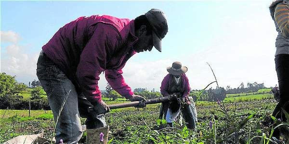 Del porcentaje de área rural en Colombia, el 38,6 por ciento tiene uso agropecuario, lo que equivale a 43,0 millones de hectáreas.