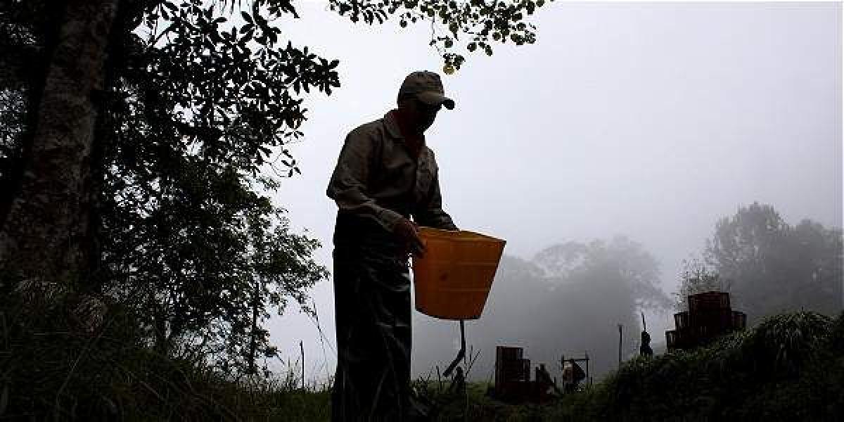 El cultivo de té está ubicado en Bitaco, corregimiento del Municipio de la Cumbre, en el Valle del Cauca.