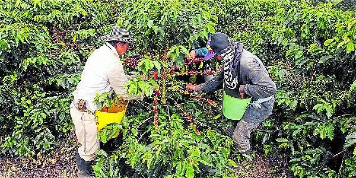 Según la Federación Nacional de Cafeteros, en este segundo semestre de cosecha de café, un recolector puede ganarse entre 40.000 y 60.000 pesos diarios.