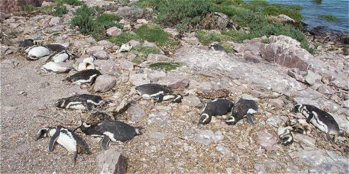 Se cree que los pingüinos llevaban tres semanas de muertos.