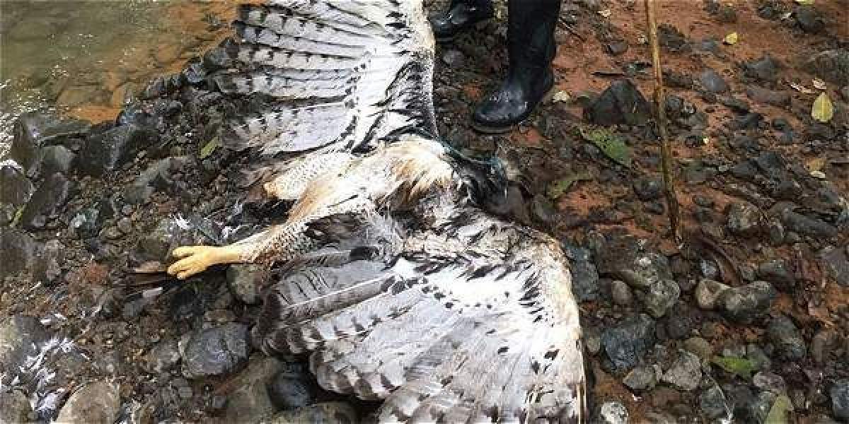 El águila harpía se encontraba anidando junto a sus dos polluelos cuando cazadores le dispararon.