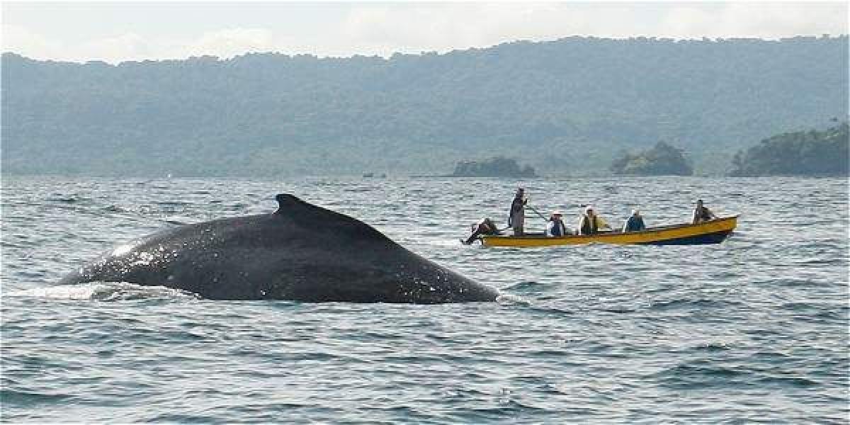 La temporada de avistamiento de ballenas jorobadas va hasta finales de octubre.