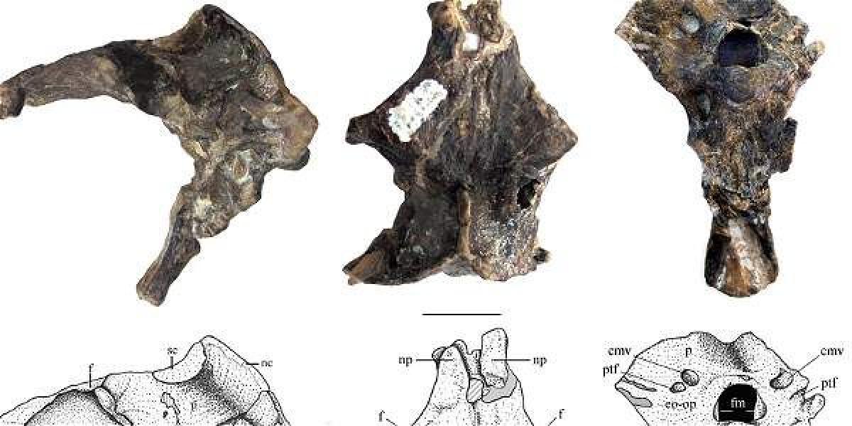 Los restos fósiles del cráneo del que se cree es el pterosaurio o reptil volador más antiguo del período del Jurásico inferior, desconocido hasta el momento, al que se ha denominado Allkauren koi.