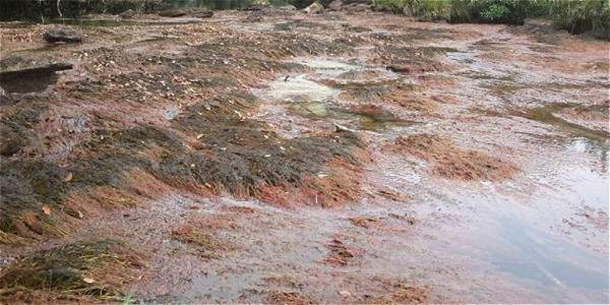 Esta es la imagen que presenta el Caño Cristales por la escasez de lluvias y el prolongado verano en La Macarena.