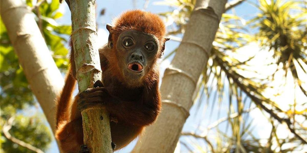 Los primates son frecuentemente traficados para comercializarlos como mascotas.