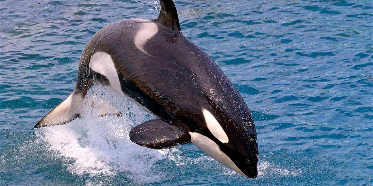 Granny era la ballena orca más vieja del mundo. Murió este martes a los 100 años. J2, como inicialmente era conocida, fue parte principal de un documental sobre la menopausia en esos animales.