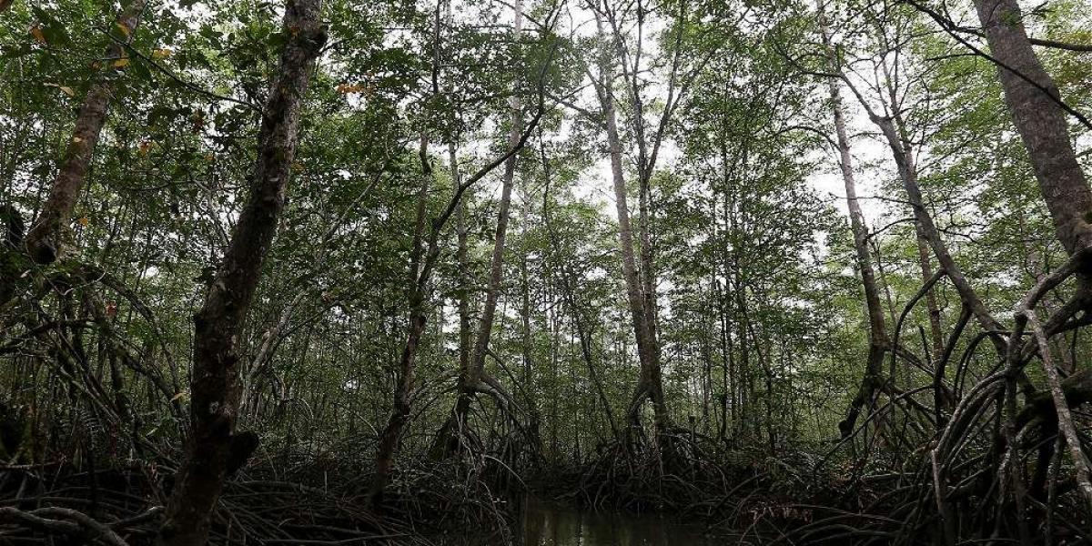 En Bajo Mira - Frontera y Acapa hay más de 24.000 hectáreas de bosque de manglar.