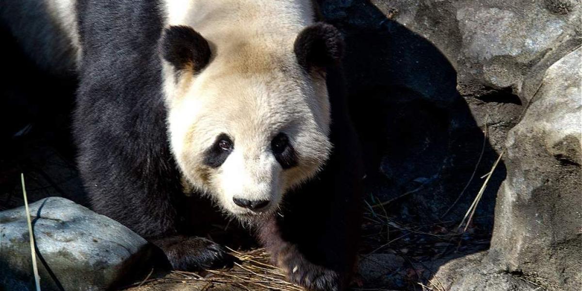 A pesar de que los pandas están en la categoría de 'vulnerables' la mejora registrada en los últimos años podría ser de corta duración, según la UICN.