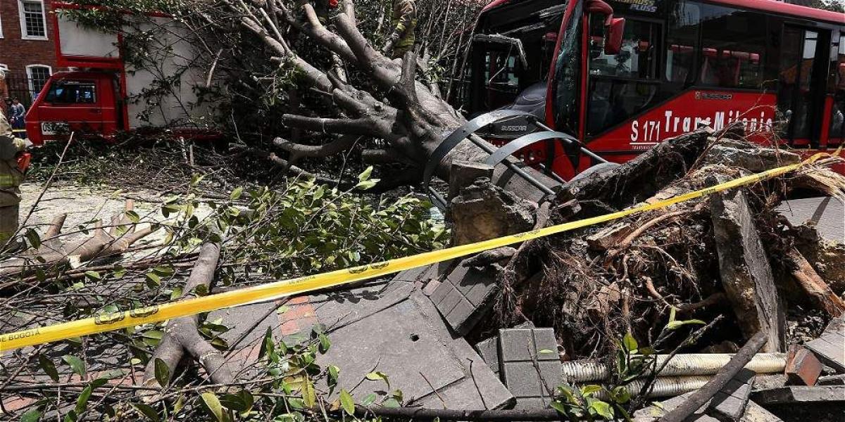 Tras fuertes vientos, un árbol ubicado en el separador de la Avenida Caracas con calle 37 cayó sobre un articulado de Transmilenio en Bogotá.
