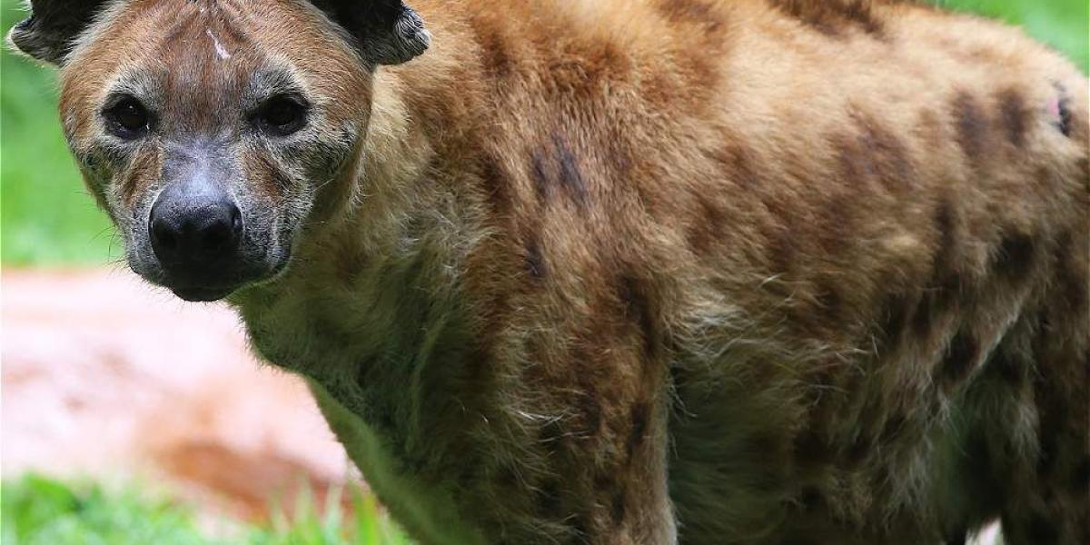 Las hienas son de color marrón, manchadas, con cuello y hocico alargados, cabeza grande, orejas redondeadas.