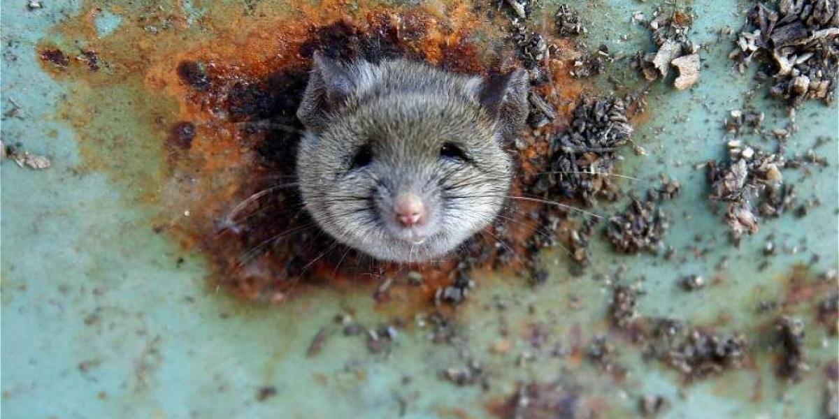 Un ratón se asoma en la abertura por óxido de un basurero en Brooklyn, Nueva York, Estados Unidos.