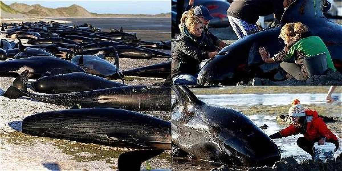Al menos 416 ballenas piloto encallaron en Farewell Spit, en la región de Golden Bay, en el extremo norte de la Isla Sur.
