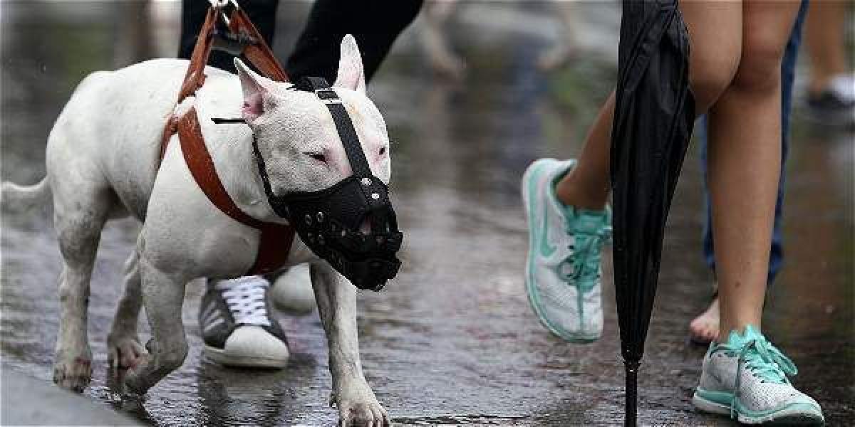 Los dueños de perros Pitbull en Cali marcharon en contra de los prejuicios hacia estos animales.