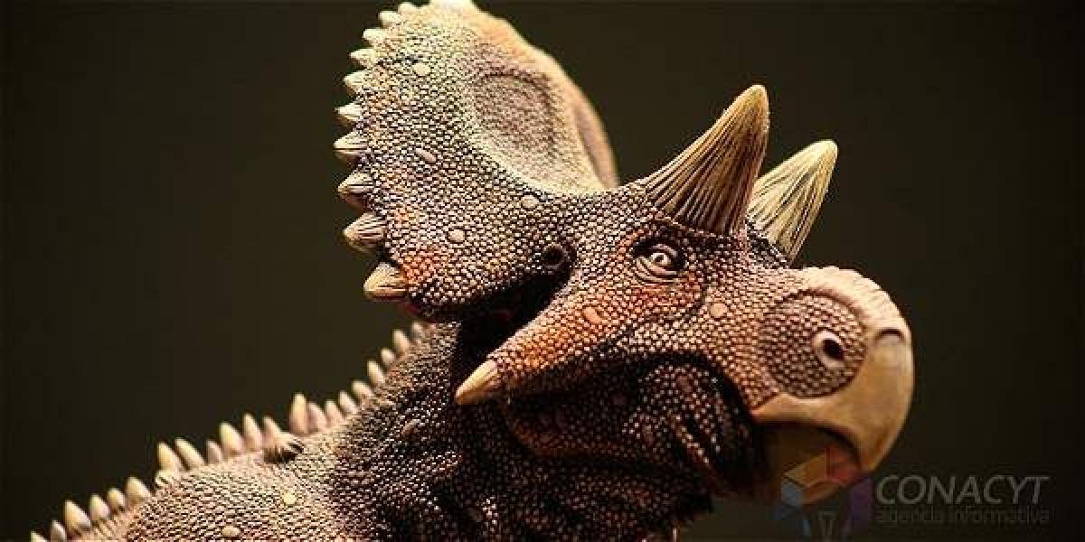Las características del nuevo espécimen indican que es 'pariente' del conocido Triceratops.