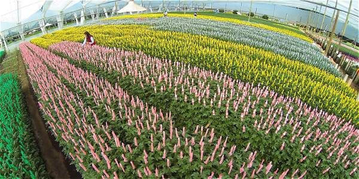 Los amplios y coloridos cultivos muestran la demanda internacional por el día de San Valentín que tienen los cultivadores de flores en esta época del año.
