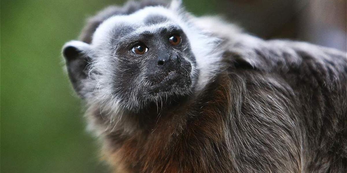 El mono titi gris es una de las especies que se encuentra en peligro.