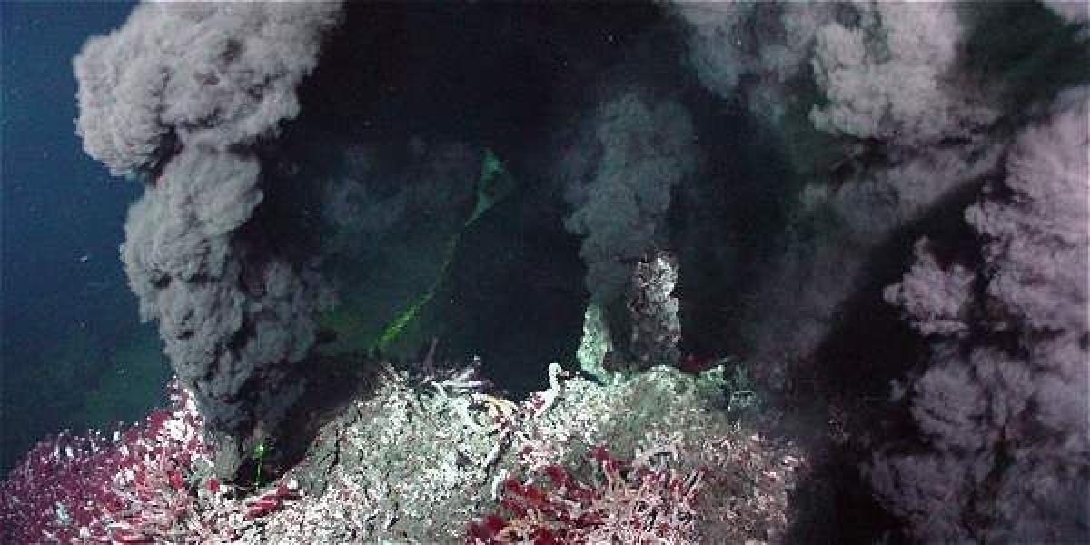 Alrededor de las ventilas hidrotermales hay gran variedad de organismos capaces de sobrevivir a grandes profundidades, sin recibir ningún tipo de radiación solar.