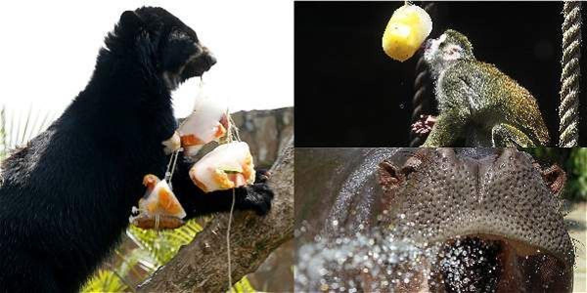 Para contrarrestar el calor, zoológico de Medellín da helados de fruta a sus animales