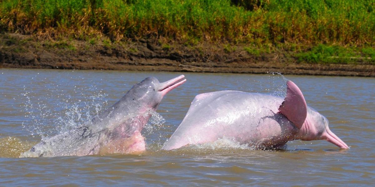La muerte de los dos animales estaría relacionada con la extracción del aceite propio del delfín que en el mercado negro puede llegar a comercializarse hasta por 50 mil pesos por botella.