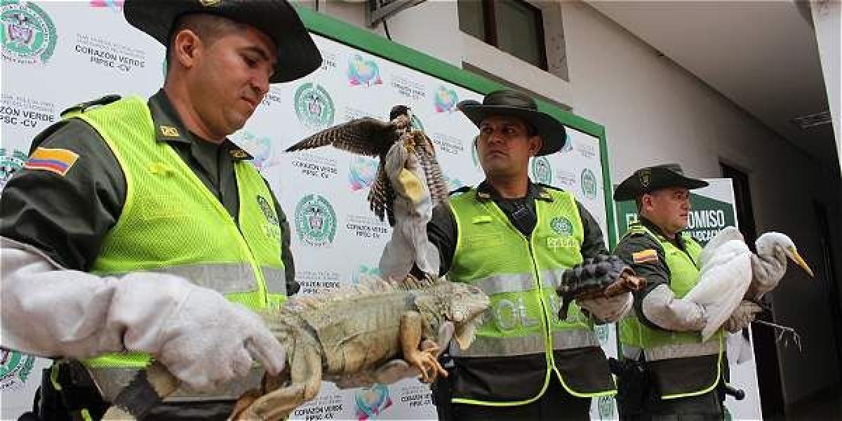 Estas especies fueron dejadas a disposición de funcionarios del Área Metropolitana de Bucaramanga.