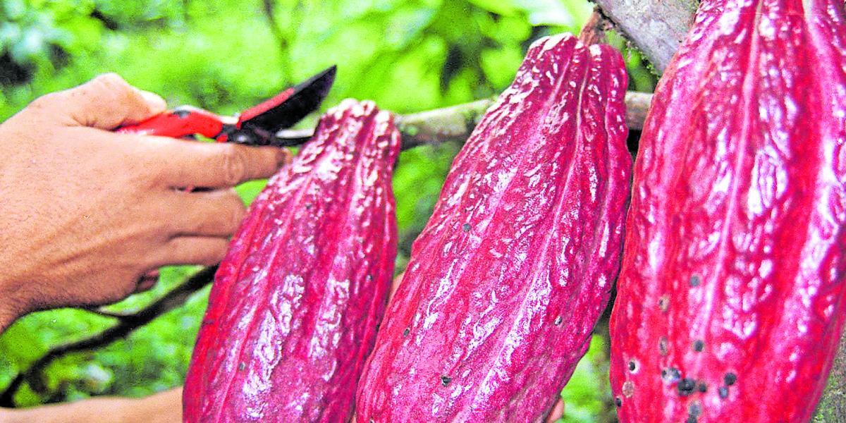 En esta apuesta del departamento se busca aumentar la calidad y la sofisticación del cacao fino de Boyacá