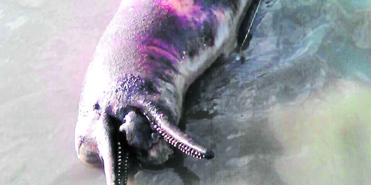 Dos delfines rosados fueron hallados muertos la semana pasada a orillas del río Cravo Sur.