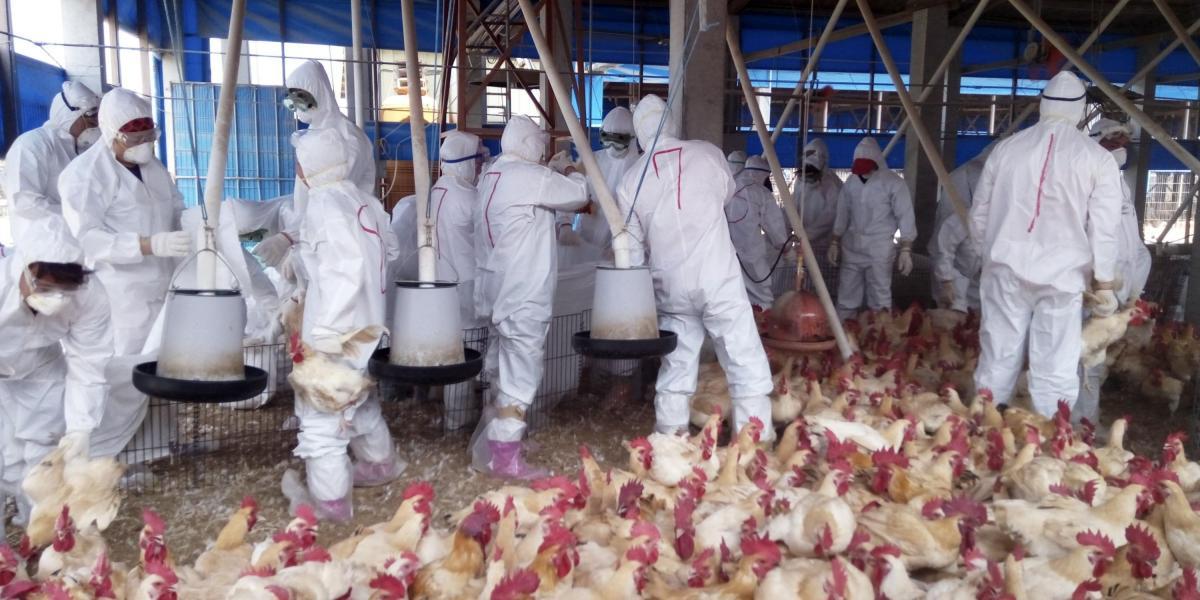 El virus H7N9 es considerado el más mortífero entre los que causan la gripe aviar, según la OMS.