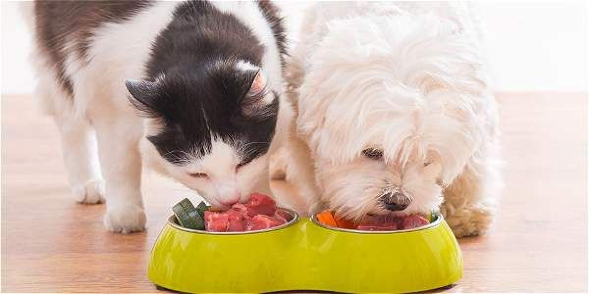 Antes de modificar la alimentación de su mascota, es importante asesorarse con un experto.