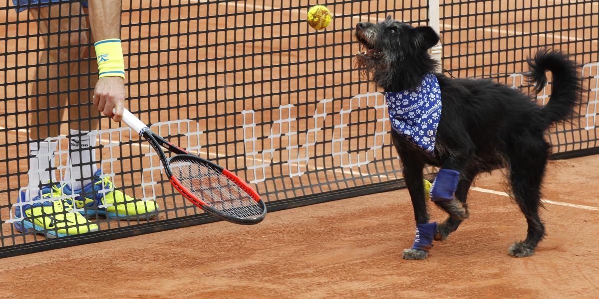 Un perro entrenado recoge pelotas de tenis durante un evento de exhibición con objetivo de promover la adopción de animales callejeros.