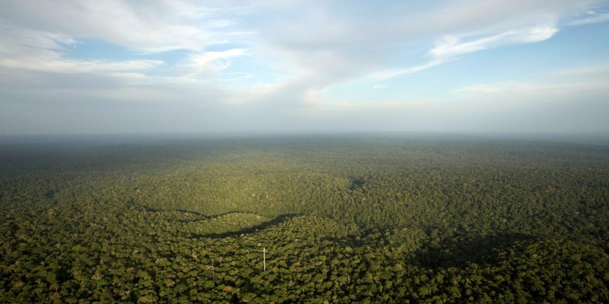 En la Amazonia, la domesticación de las plantas comenzó hace más de 8.000 años.