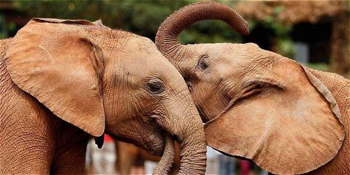 Elefantes, víctimas de extinción masiva por la deforestación.