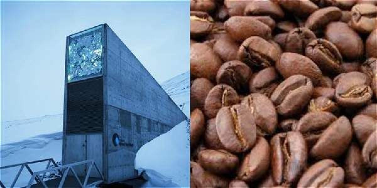 La Bóveda Global de Semillas en el Ártico donde habrá café colombiano