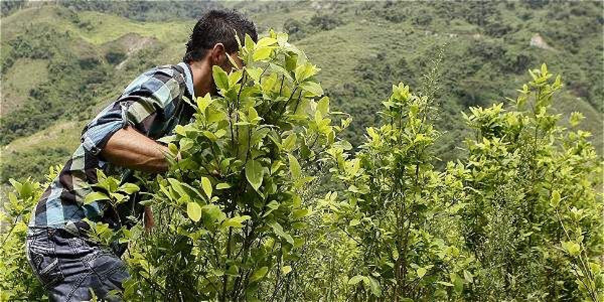 El Gobierno fijó como meta que este año se eliminen 100.000 hectáreas de matas de coca.