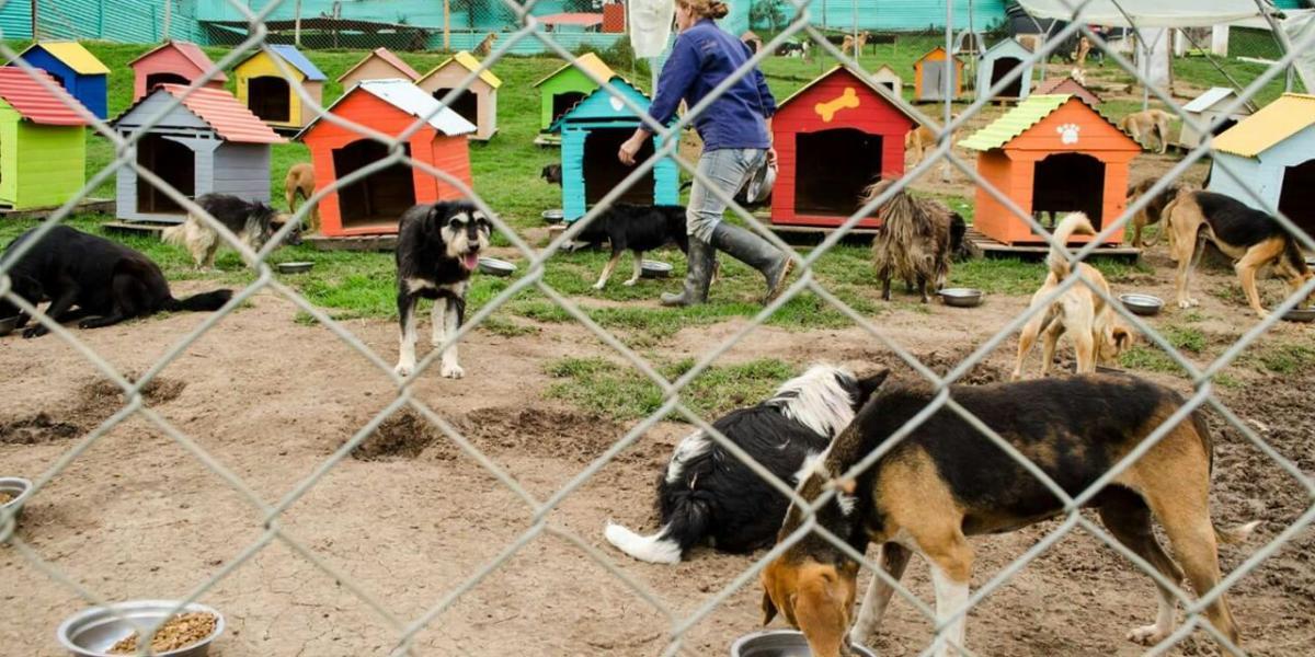 En el lugar hay 320 perros y 30 gatos, tanto de Tabio, Cundinamarca, como de Bogotá.