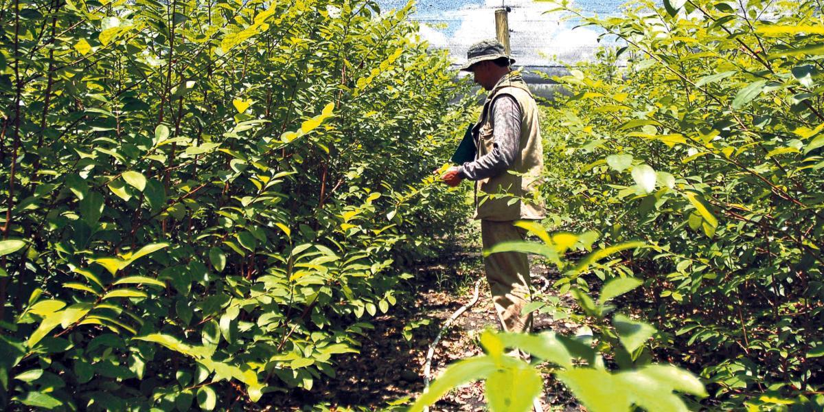 De acuerdo con el último informe de Naciones Unidas, en el Guaviare hay 5.423 hectáreas sembradas con coca.
