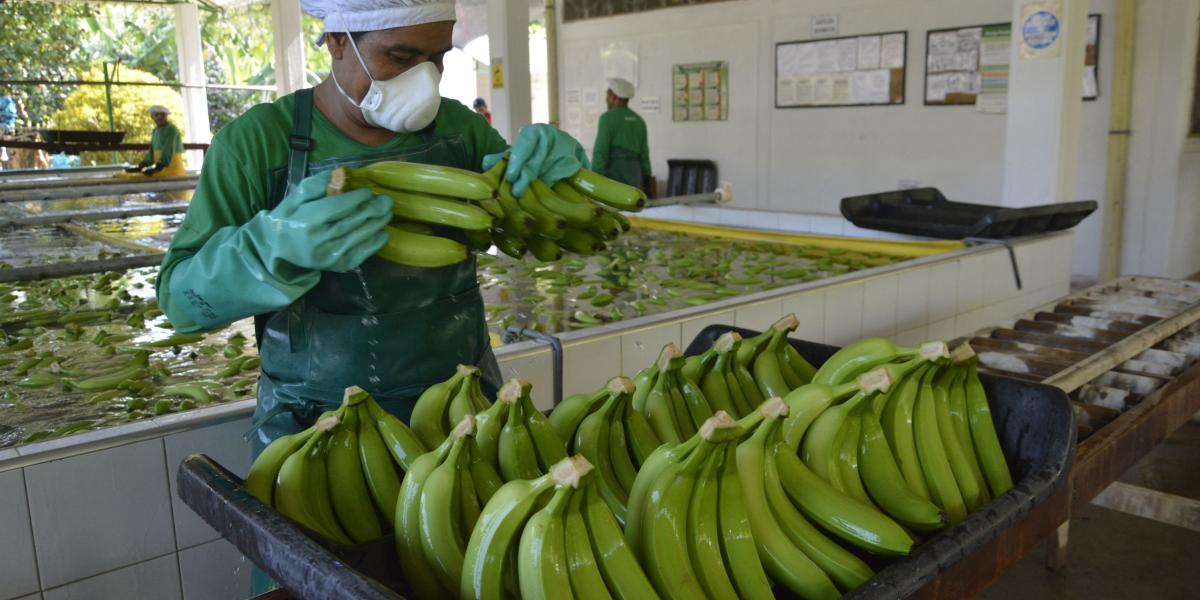 El Banano que se vende en Medellín es el que termina en la cadena productiva tirado en el piso, llamado el rechazo.